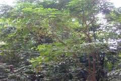 Glochidion hohenackeri var. johnstonei